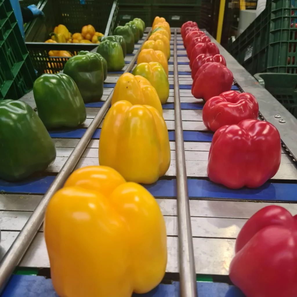 Pimientos verde, amarillo y rojo en la cinta de tres carriles