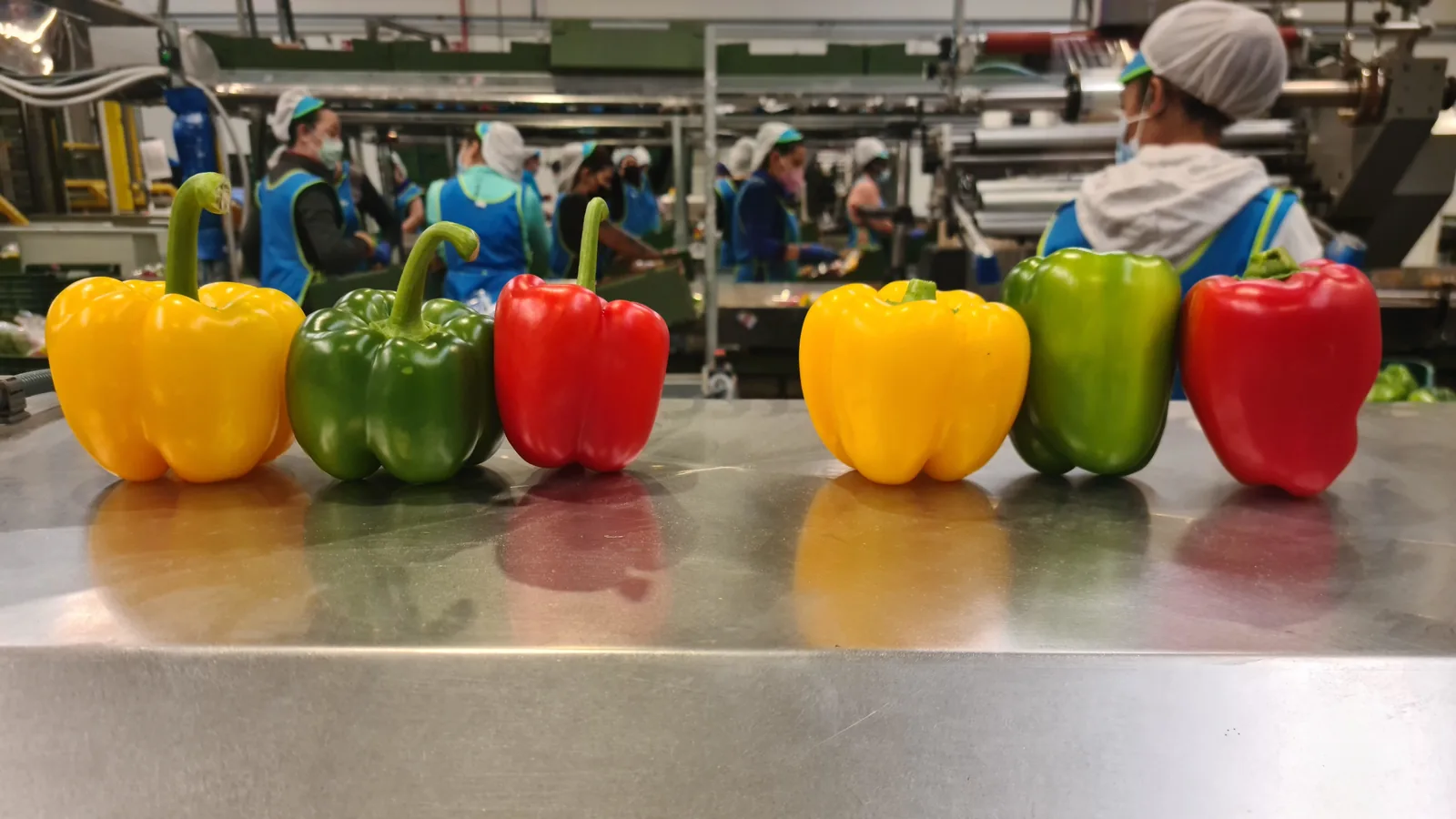 Pimientos tricolor en la línea de envasado de Optipro